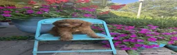 Miniature Labradoodle dogs for sale: Callie - Ad 6