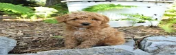 Havapoo dogs for sale: Tucker - Ad 4