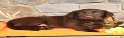 Labrador Retriever dogs for sale: Promise - Ad 3