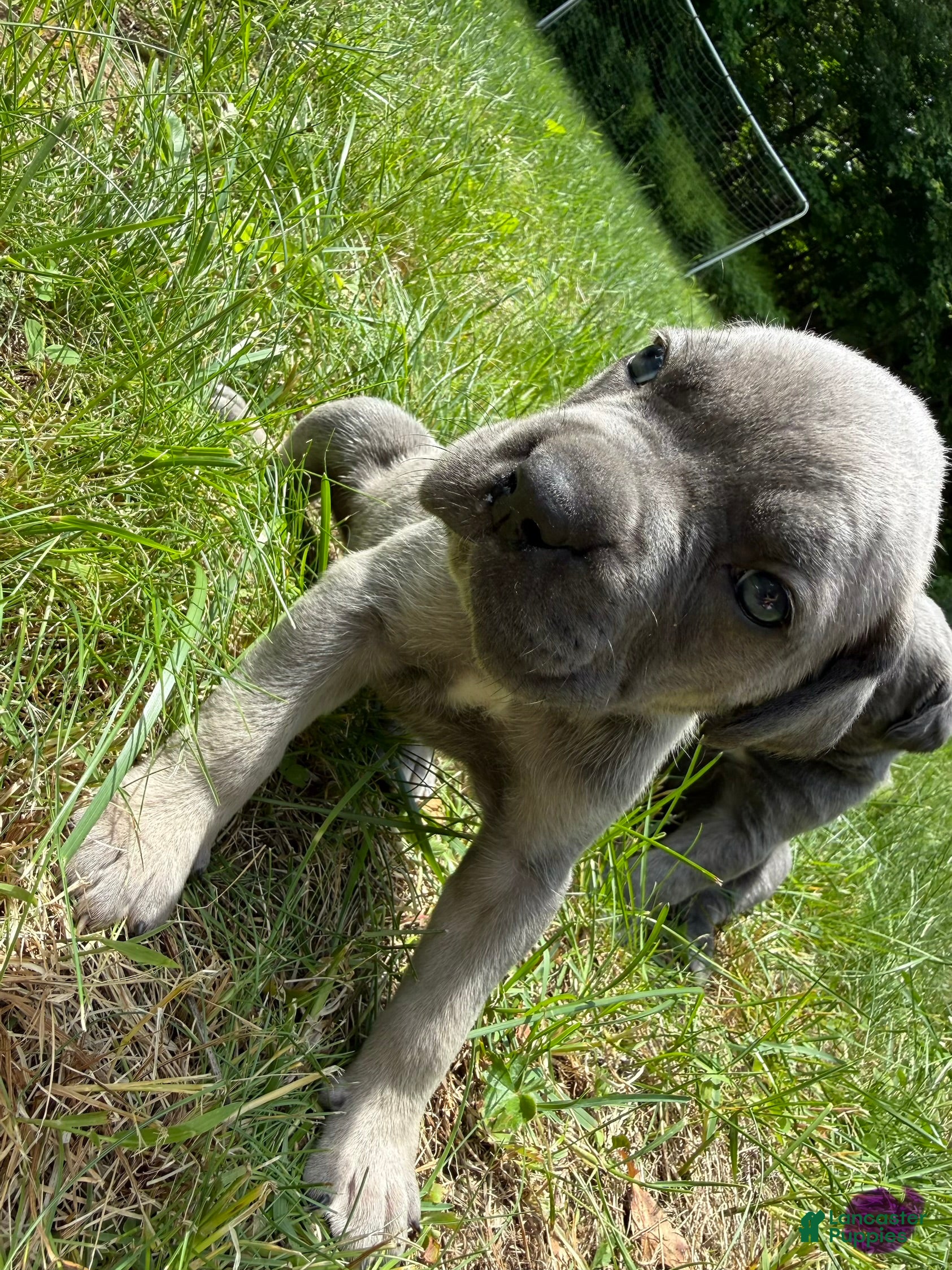 Cane Corso dogs Cane Corso Puppy 4 - Ad 18