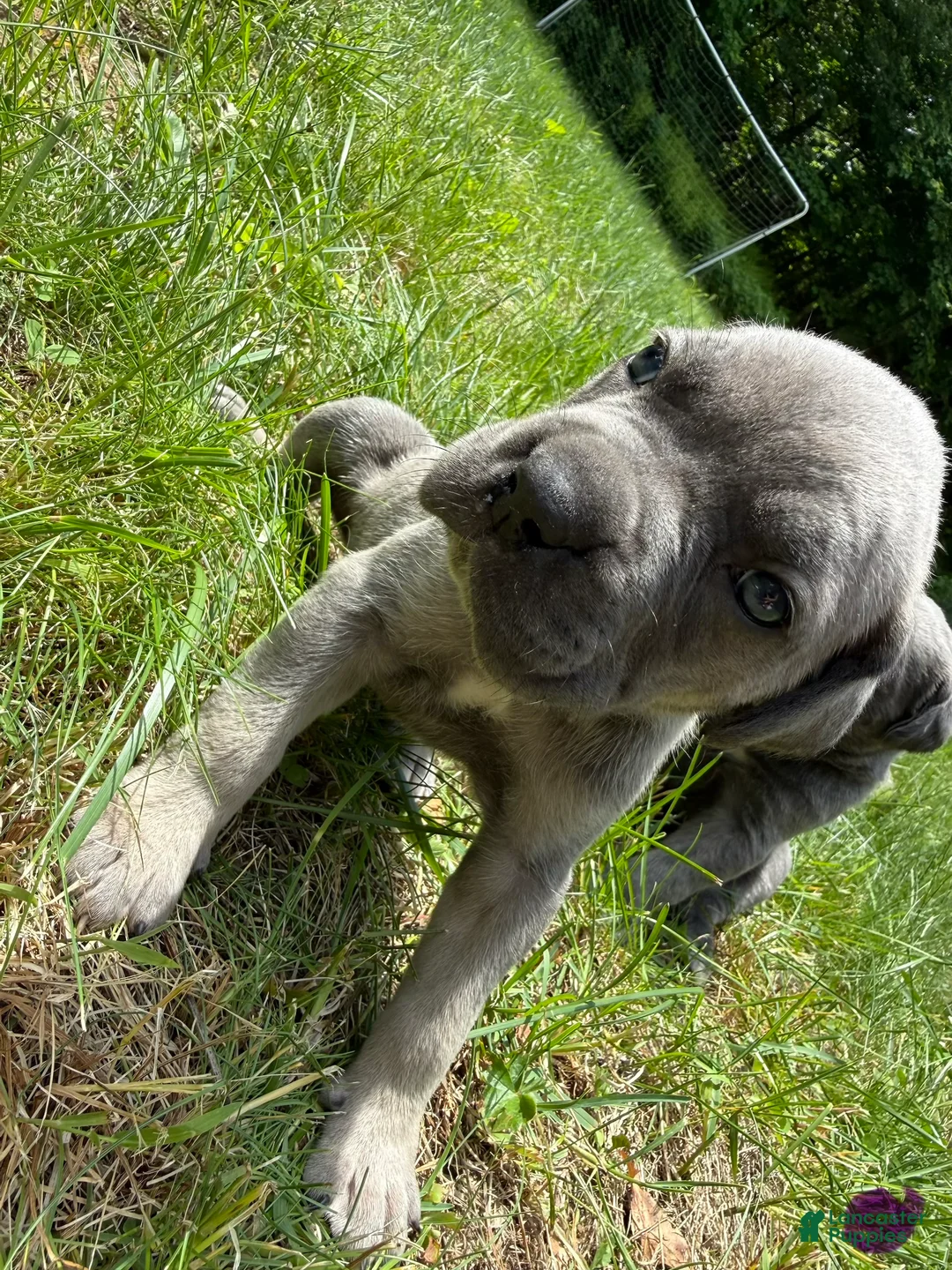 Cane Corso dogs for sale: Cane Corso Puppy 4 - Ad 1