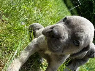 Cane Corso dogs Cane Corso Puppy 4 - Ad 18