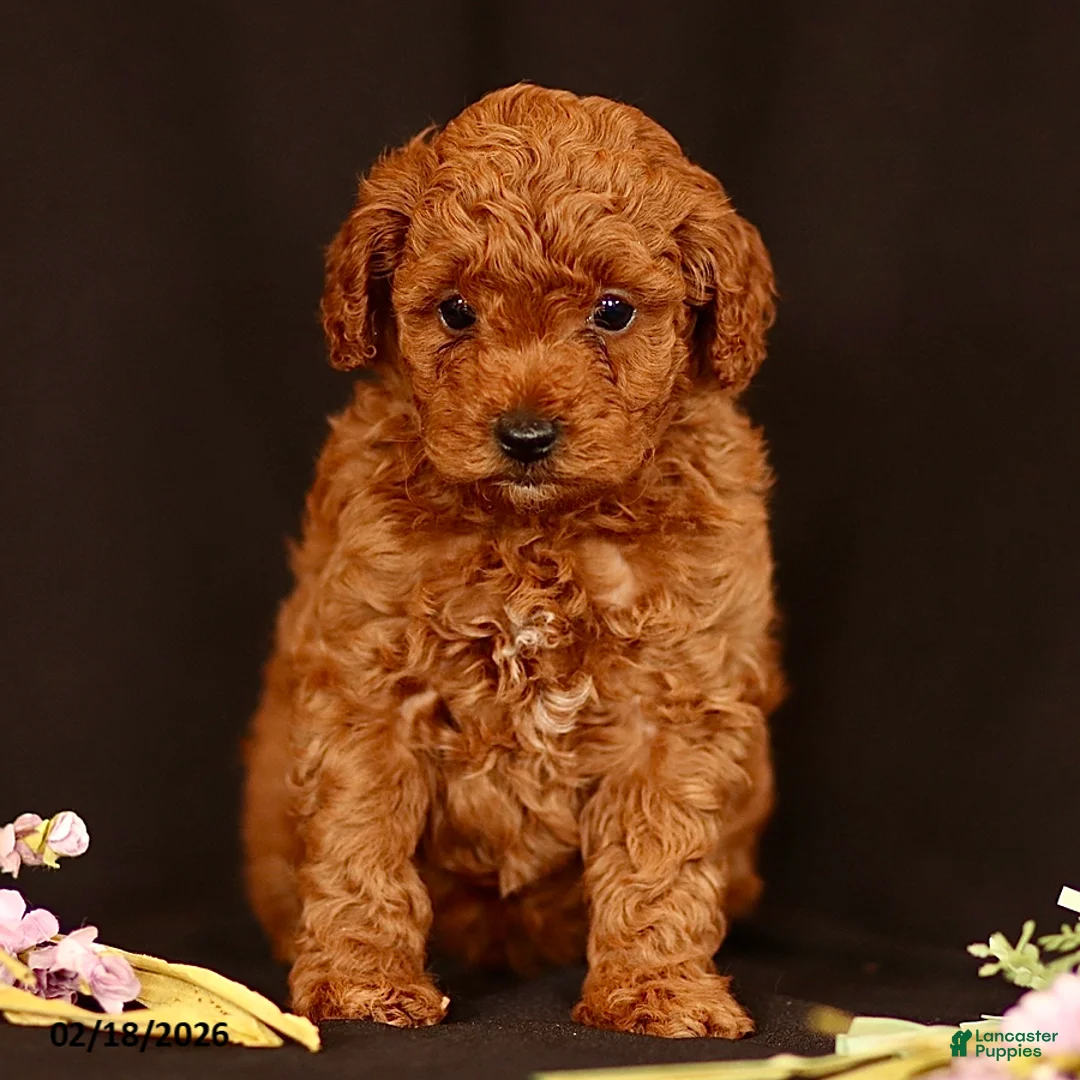 Miniature Poodle dogs for sale: Jace - Ad 2
