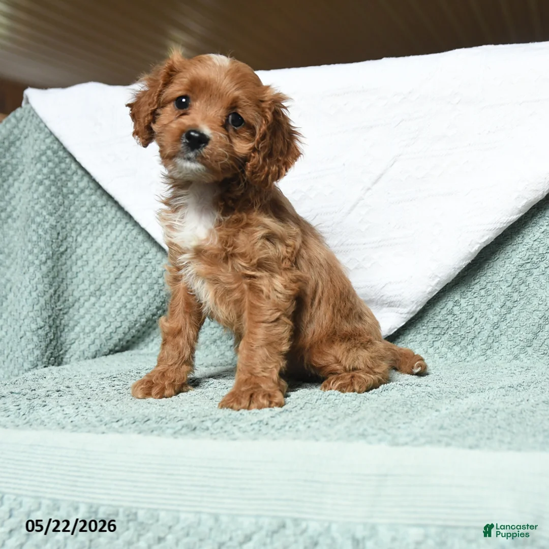Cavapoo dogs for sale: Bella   - Ad 1