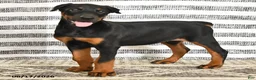 Doberman Pinscher dogs for sale: Dolly - Ad 4