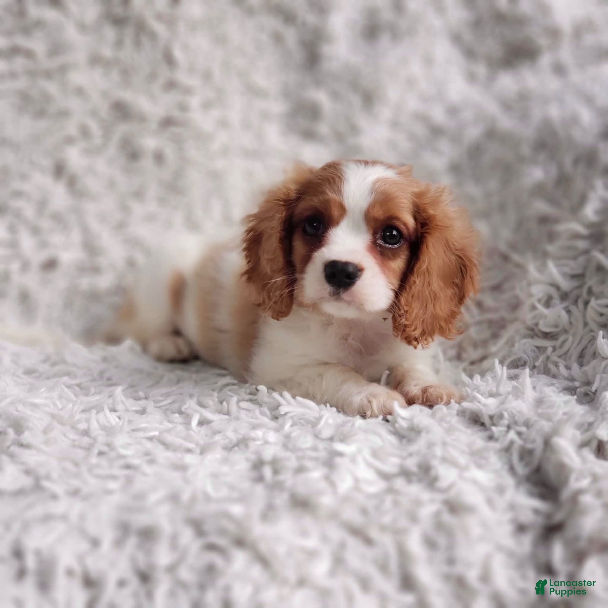 Cavalier King Charles Spaniel dogs Cavalier King Charles Spaniel 1 - Ad 25