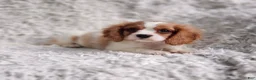 Cavalier King Charles Spaniel dogs for sale: Cavalier King Charles Spaniel 1 - Ad 1