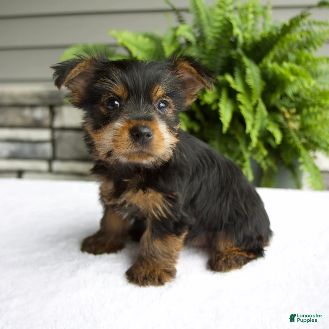 Yorkshire Terrier dogs for sale: Barbie - Ad 2