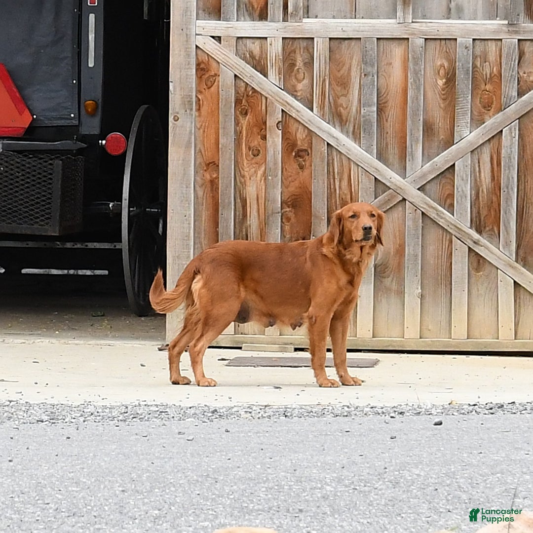 Golden Retriever dogs for sale: Tiki - Ad 3