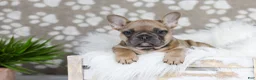 French Bulldog dogs for sale: Golden Gem - Ad 3