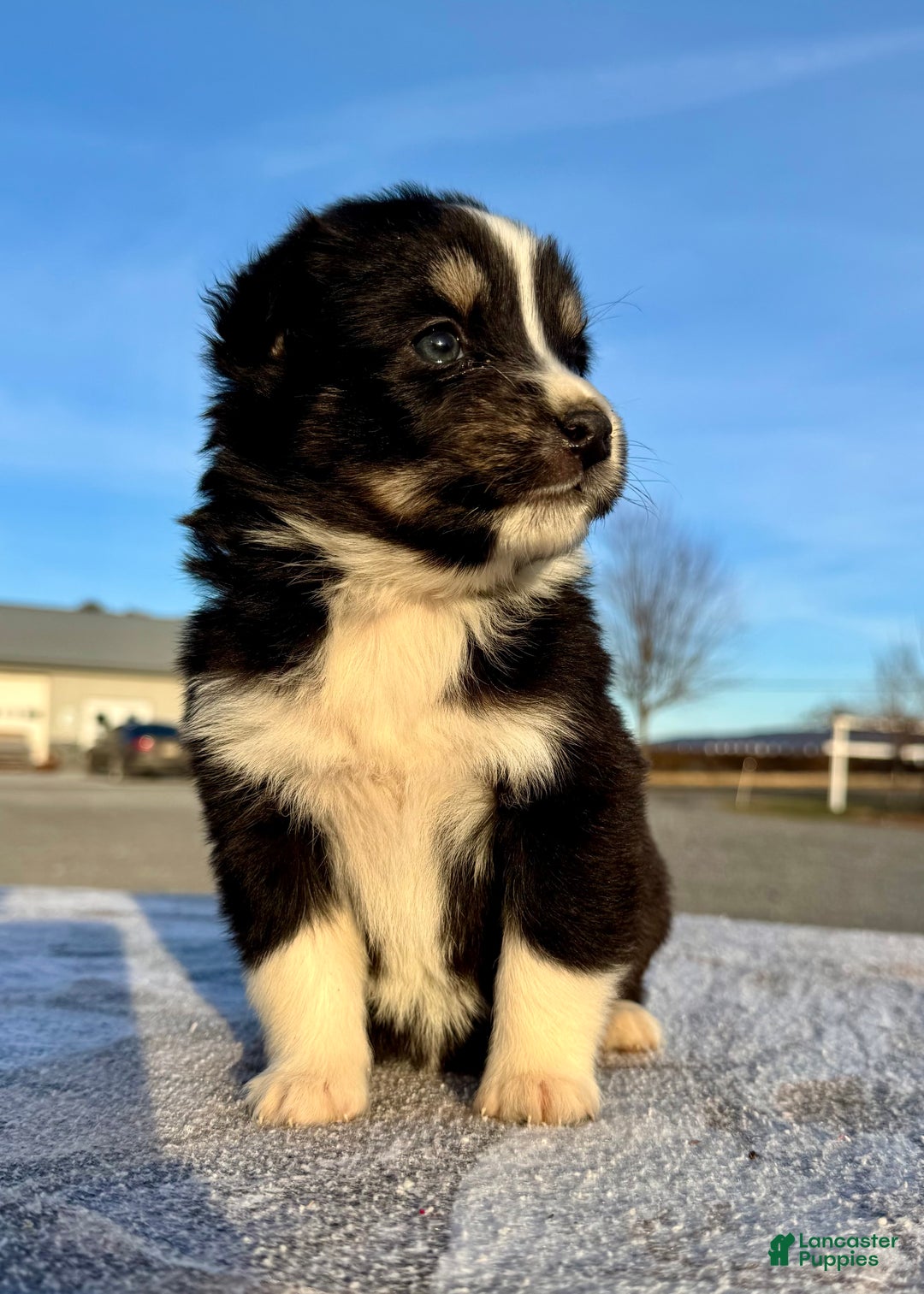 Miniature Australian Shepherd dogs for sale: Willow  - Ad 2