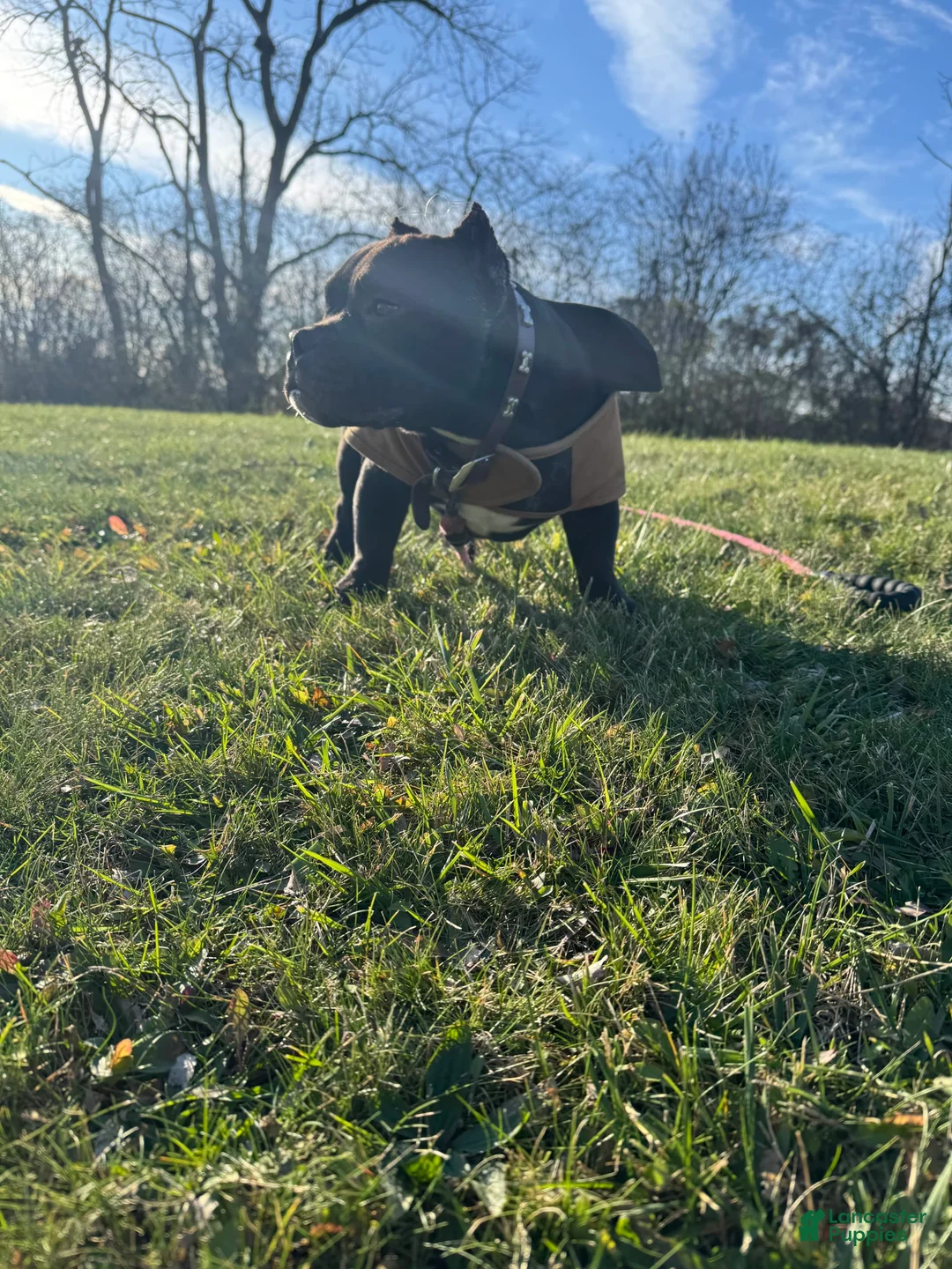 Gallery Image {{count}}