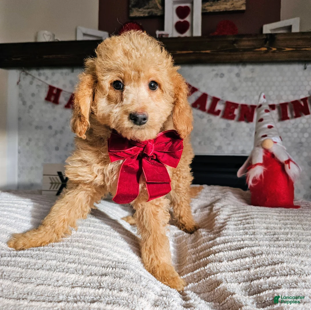 Mini Goldendoodle dogs for sale: Honey - Ad 1