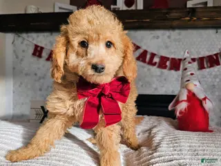 Mini Goldendoodle dogs Honey - Ad 14