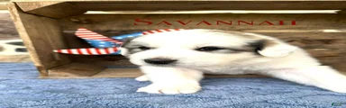 AKC Savannah
