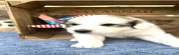 Great Pyrenees dogs for sale: AKC Savannah - Ad 1