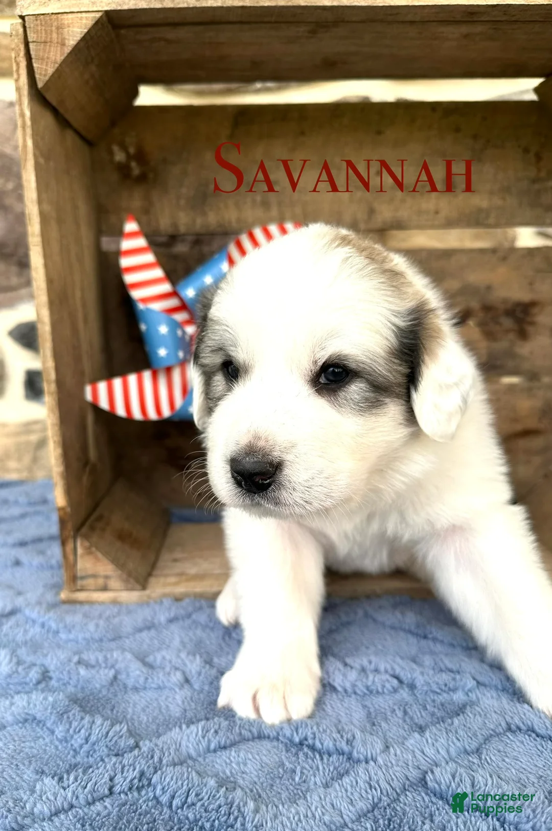 Great Pyrenees dogs for sale: AKC Savannah - Ad 1