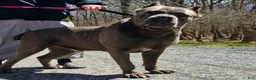 Cane Corso dogs for sale: Diesel - Ad 7