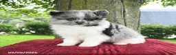 Pomeranian dogs for sale: Samson - Ad 3