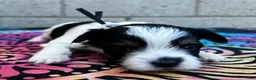 Yorkiepoo dogs for sale: Creed - Ad 3