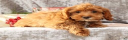 Cavapoo dogs for sale: Kimmy - Ad 5
