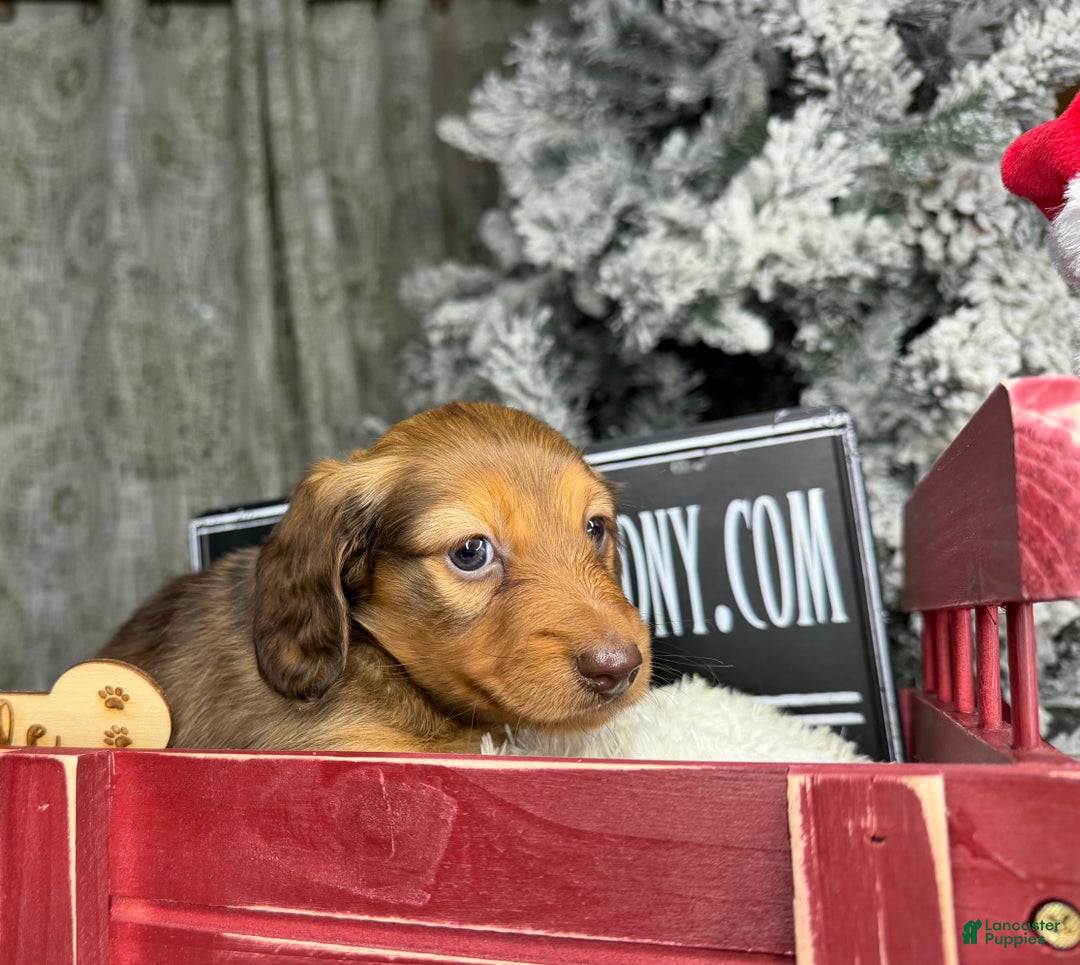 Miniature Dachshund dogs for sale: Green eyes- South african - Ad 16
