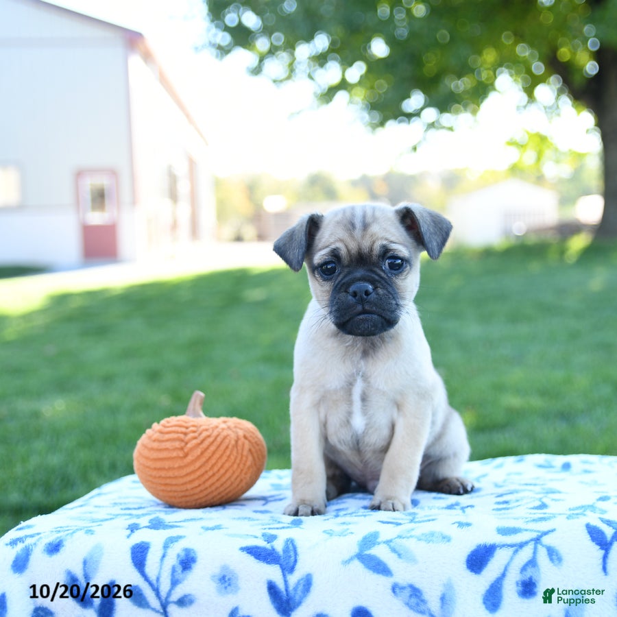 Jug dogs for sale: Pumpkin - Ad 1