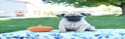 Jug dogs for sale: Pumpkin - Ad 1