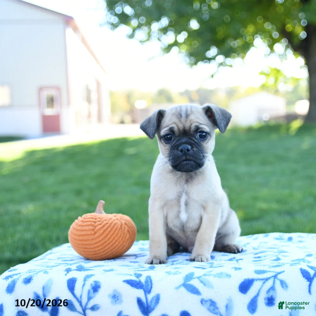 Jug dogs for sale: Pumpkin - Ad 1