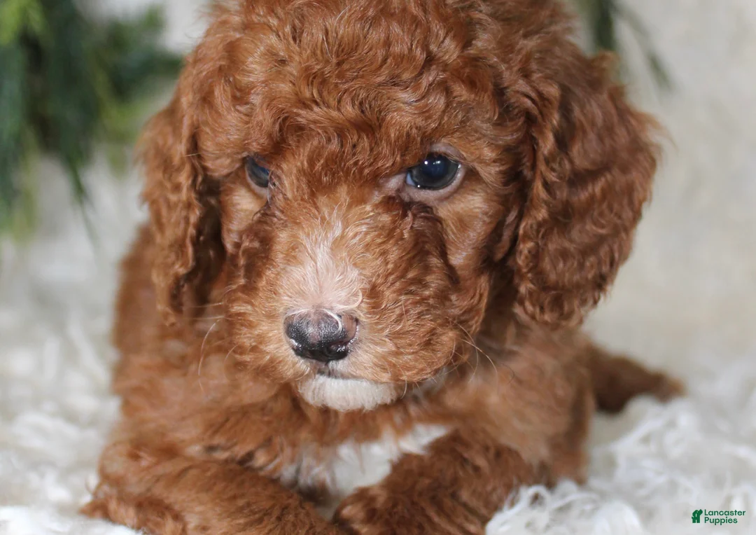 Miniature Poodle dogs for sale: Miniature Poodle 3 - Ad 2