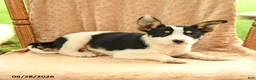 Mixed Breed dogs for sale: Flora - Ad 4