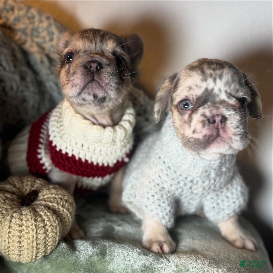 French Bulldog dogs for sale: Lilac tan fluffy french bulldog  - Ad 13