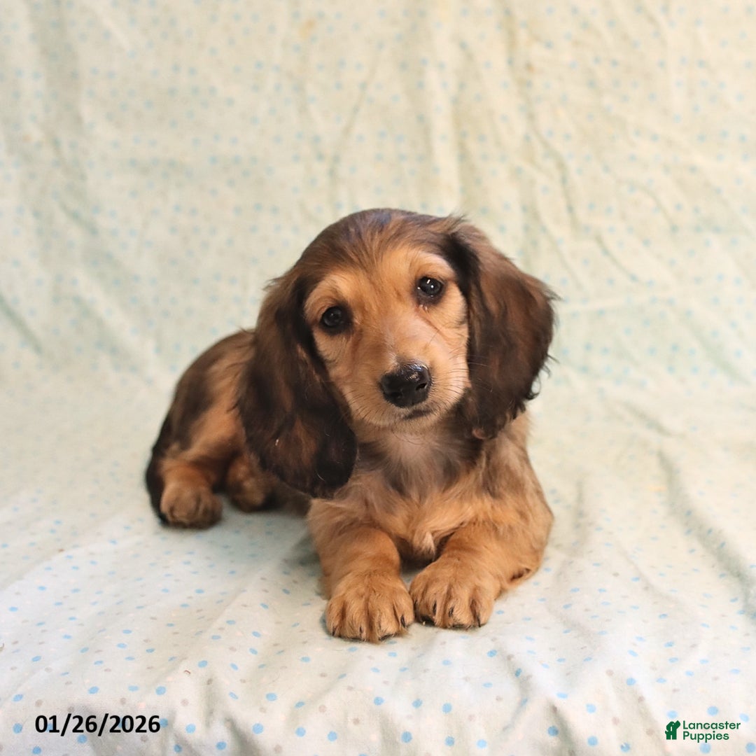 Miniature Dachshund dogs for sale: Janet - Ad 2