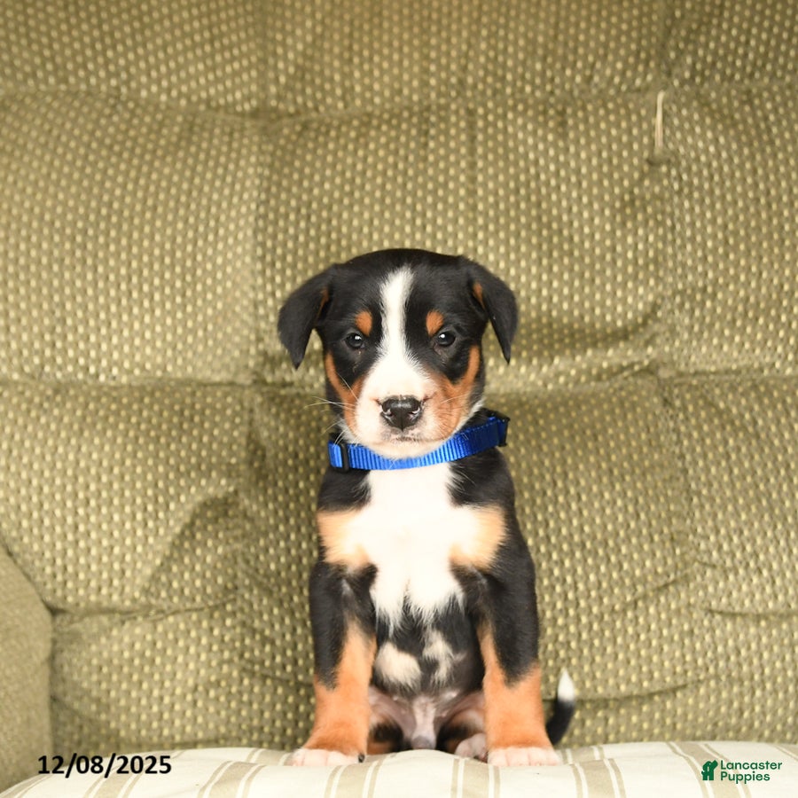 Greater Swiss Mountain Dog dogs Rocky - Ad 8