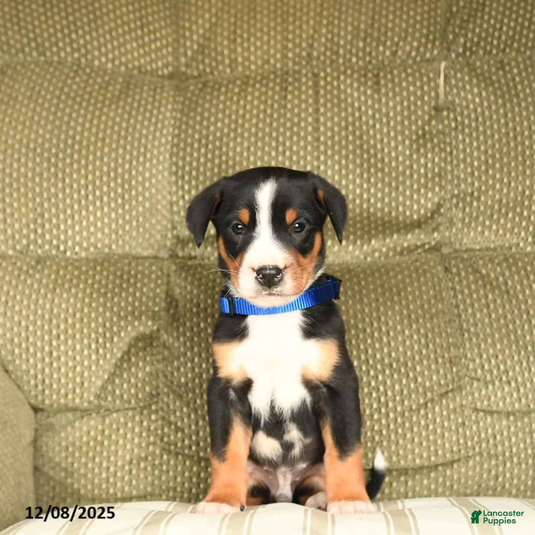 Greater Swiss Mountain Dog dogs for sale: Rocky - Ad 1