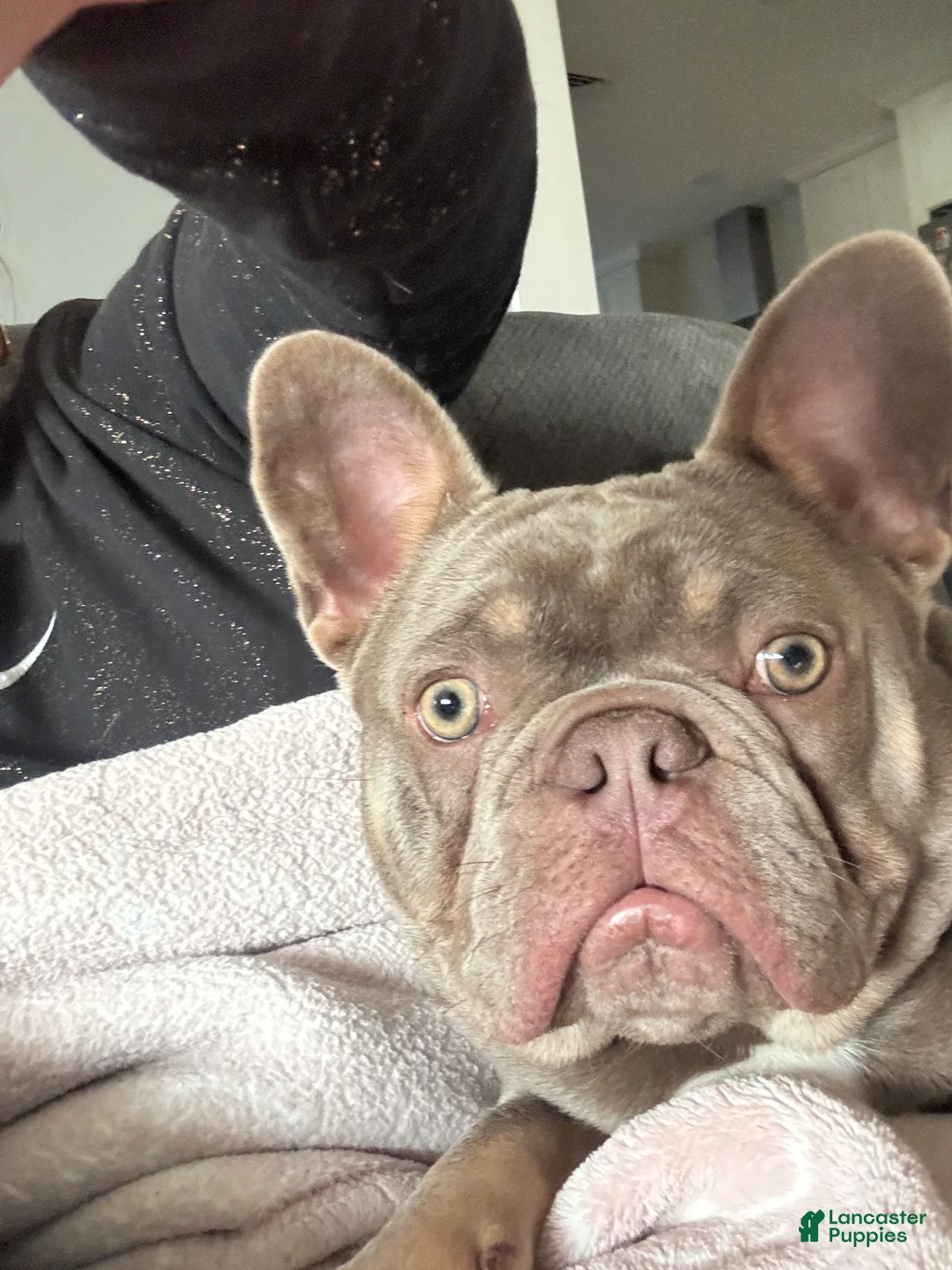 French Bulldog dogs for sale: Bone Crusher - Ad 2