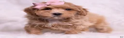 Maltipoo dogs for sale: Sweets - Ad 5