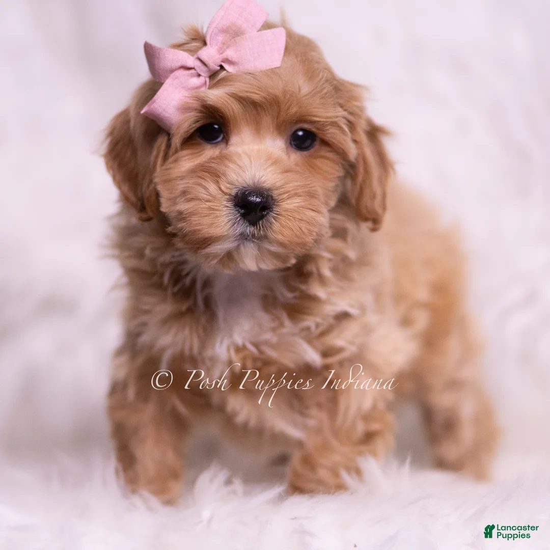Maltipoo dogs for sale: Sweets - Ad 5