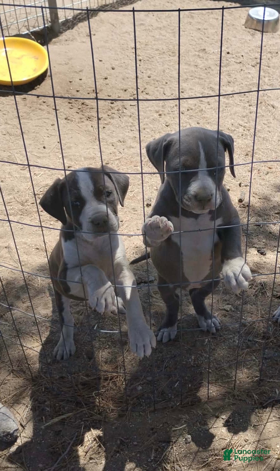 American Bully dogs American Bully 3 - Ad 2