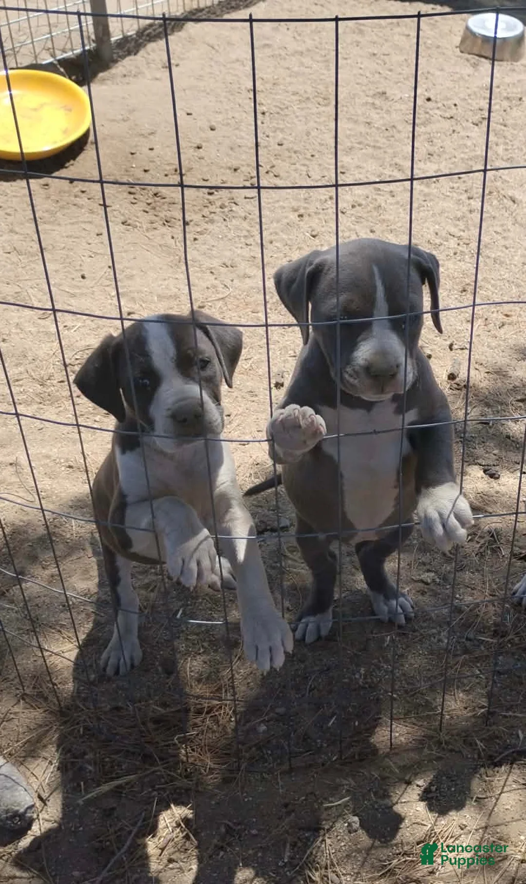 American Bully dogs for sale: American Bully 3 - Ad 1