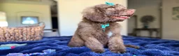 Labradoodle dogs for sale: Milo - Ad 5