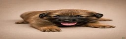 Golden Shepherd dogs for sale: Rose - Ad 1
