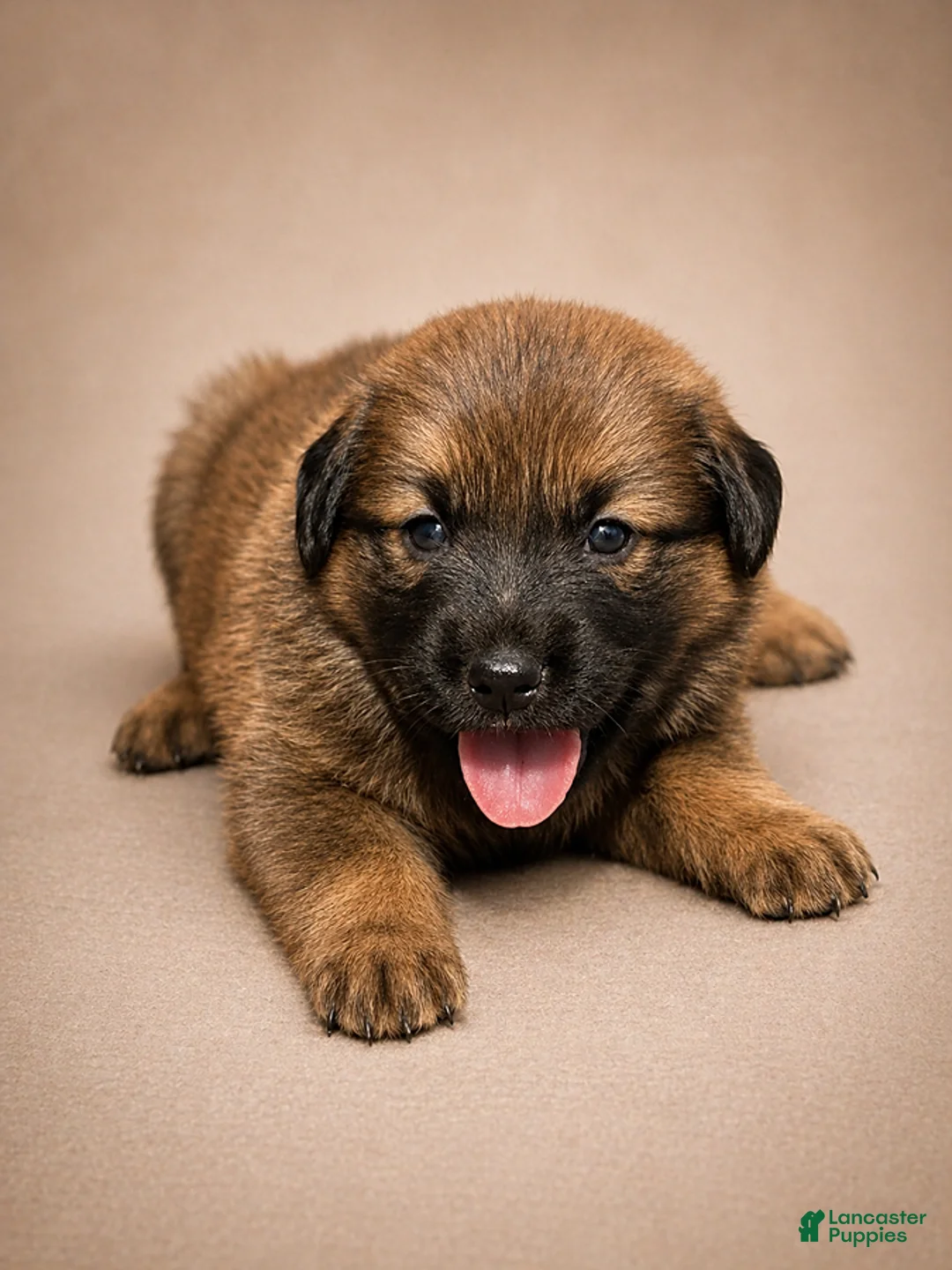 Golden Shepherd dogs for sale: Rose - Ad 1