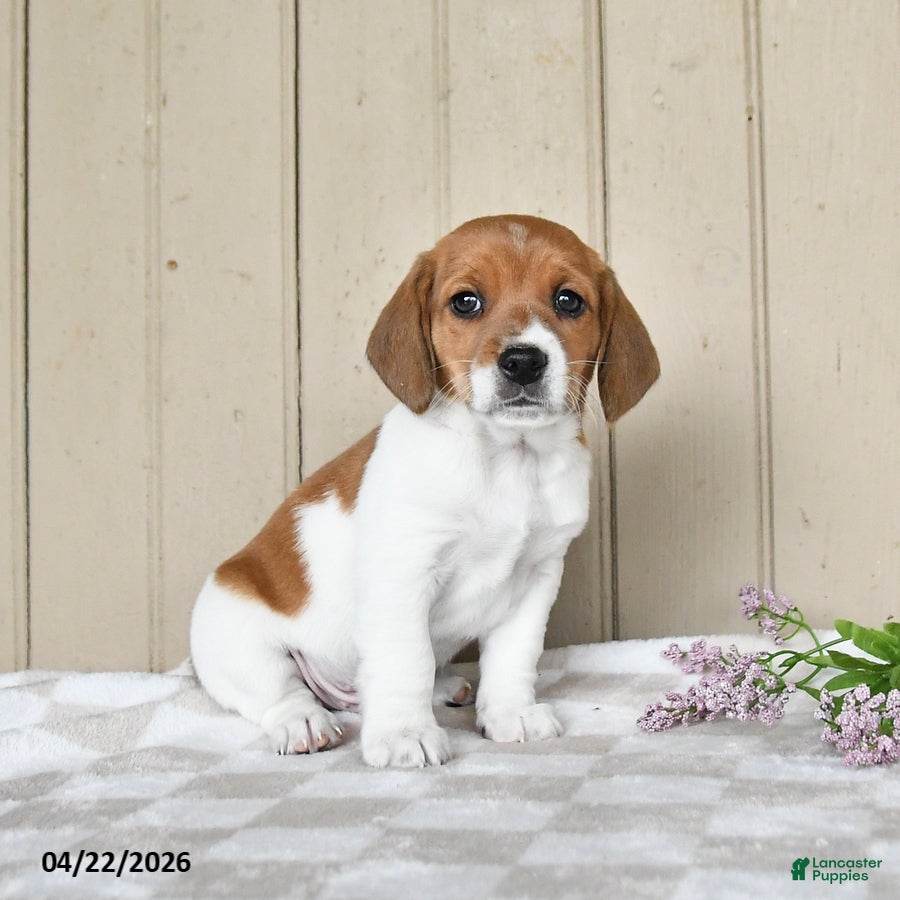 Mixed Breed dogs Luke - Ad 2