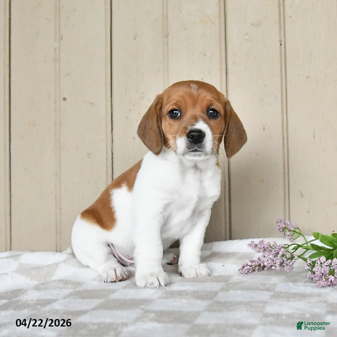 Mixed Breed dogs for sale: Luke - Ad 2