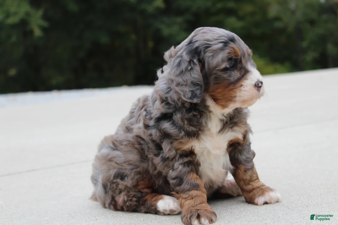 Mini Bernedoodle dogs for sale: Autumn  - Ad 2