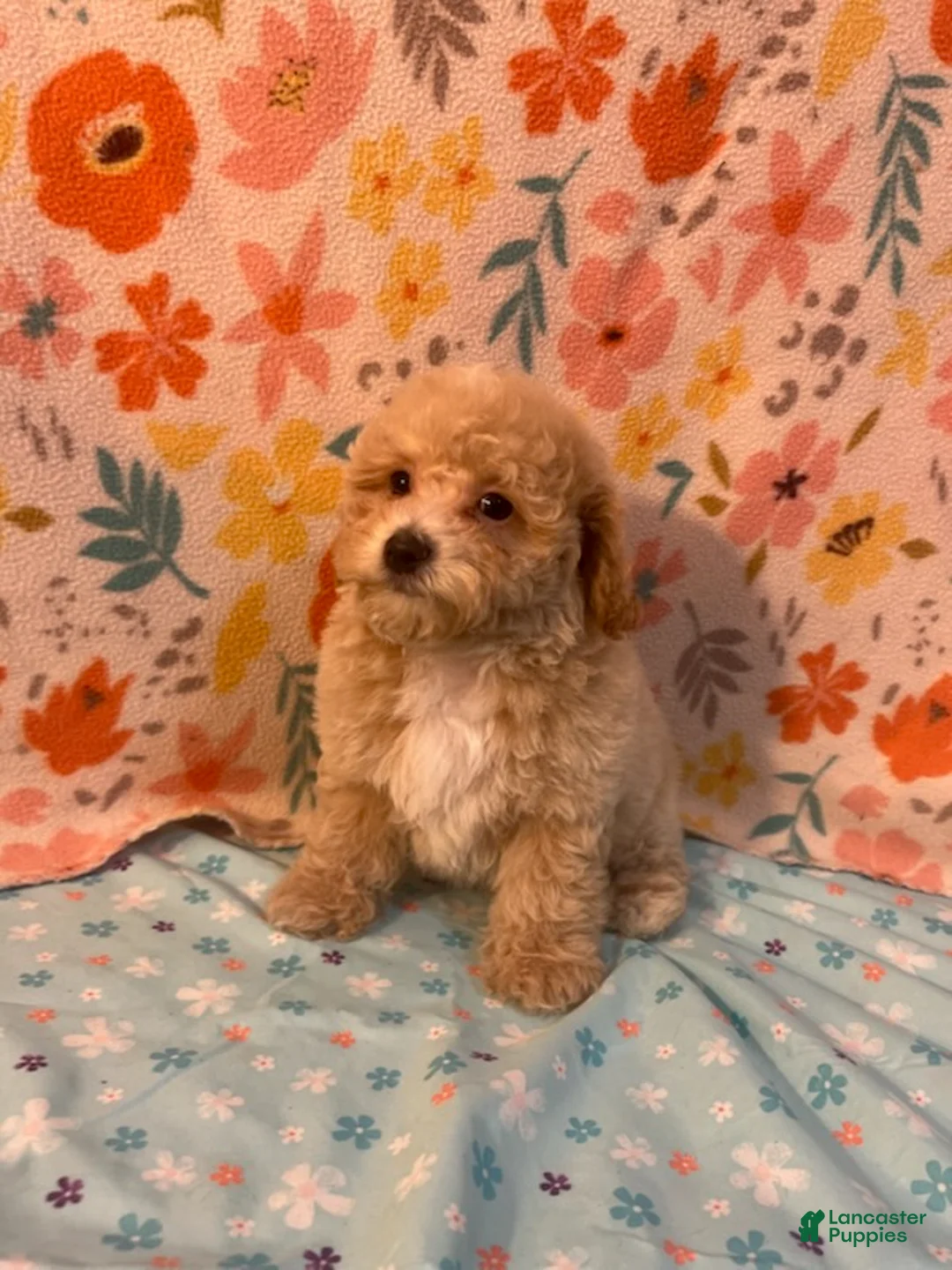 Miniature Poodle dogs for sale: Fabio - Ad 2