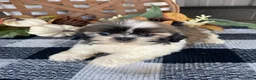 Shih Tzu dogs for sale: Leo - Ad 10