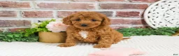 Cavapoo dogs for sale: Matilda  - Ad 4