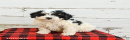 Mini Bernedoodle dogs for sale: Cannoli - Ad 4